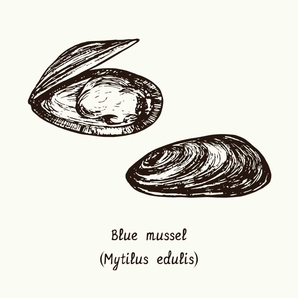 Blue mussel